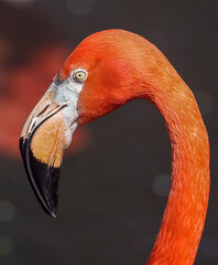 head, beak, and neck closeup of orange flamingo