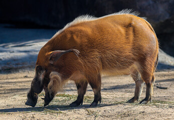 Red River Hog, side view showing hooves, snout, and whiskers