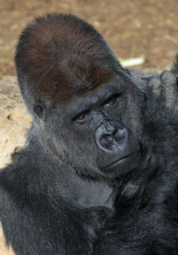 head, shoulders and hand of black mountain gorilla in bright sunlight
