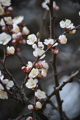 cherry blossom in spring