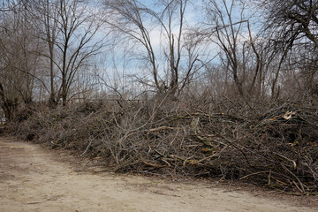 A lot of dry branches were cut down in the city park.