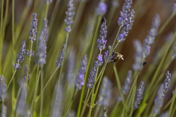 Purple flower plant in the garden with bokeh background
