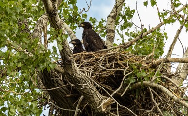 Low-angle view of two juvenile bald eagles perching in the nest