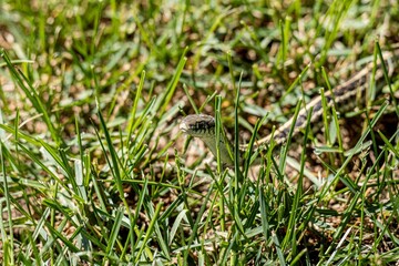 Macro shot of a Grass snake slowly moving through the grasses on a sunny day