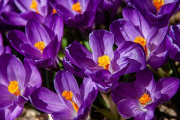High-angle macro view of Crocus vernus floral heads creates a natural background