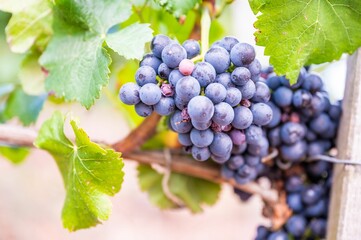 Closeup of fresh ripe delicious bunches of grapes hanging on a vine at a vineyard