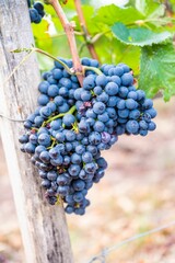 Vertical shot of fresh ripe delicious bunches of grapes hanging on a vine at a vineyard