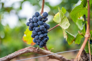 Closeup of a fresh ripe delicious bunch of grapes hanging on a vine at a vineyard