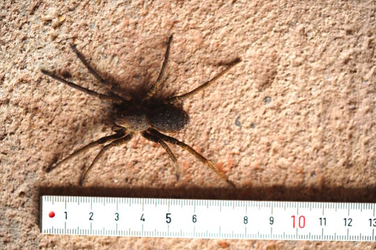 Brazilian Ancylometes spider with a diameter of 8 cm, family Lycosoidae. Amazon rainforest near Autazes, state of Amazonas, Brazil.