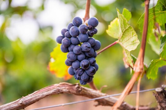 Closeup of a fresh ripe delicious bunch of grapes hanging on a vine at a vineyard