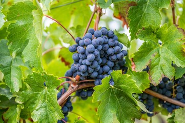 Close-up view of a bunch of purple grapes hanging from the plant at the vineyard