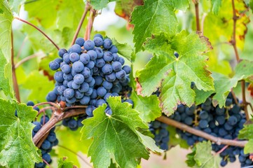 Close-up view of bunches of purple grapes hanging from the plant at the vineyard