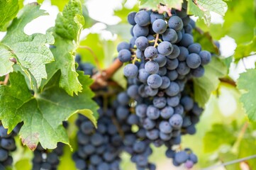Close-up view of bunches of purple grapes hanging from the plant at the vineyard