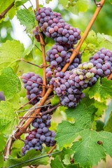 Close-up vertical view of bunches of purple grapes hanging from the plant at the vineyard