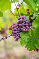 Fototapeta premium Close-up vertical view of bunches of purple grapes hanging from the plant at the vineyard
