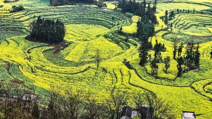 Yellow flower fields surround quaint rural homes in Luosi Field, Luoping China