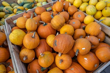 View of a lot of pumpkins in wooden boxes to be sold in bulk giving off autumn mood
