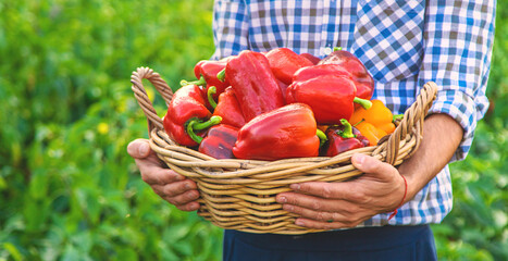 Sweet pepper harvest in the garden in the hands of a farmer. Selective focus. © yanadjan