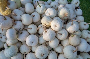 View of white pumpkins to be sold in bulk outside in sunny weather