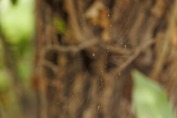 Close-up of a cobweb and a spider at the middle of it on a blurry background