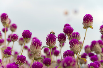 View of the globe amaranth flowers against the sky