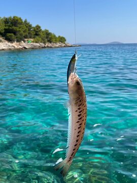 Greater weever fish caught on a fishing rod in the sea with turquoise water