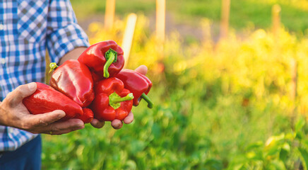 Sweet pepper harvest in the garden in the hands of a farmer. Selective focus.