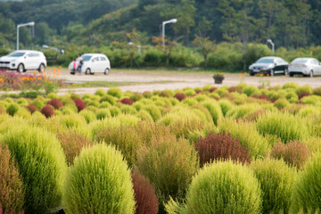 The field of round plants with the tourists in autumn
