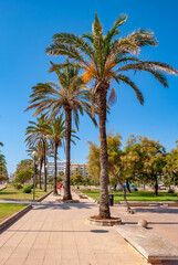 Rows of date palms in the park in Majorca, Spain