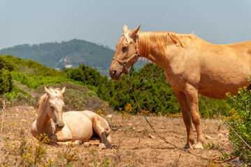 Naklejka na ściany i meble Two Spanish horses resting in the field in Majorca, Spain