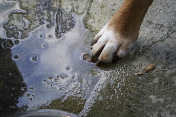 DOG PAW hand and water