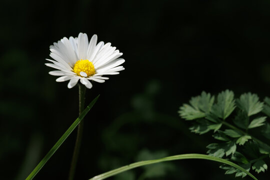 A macro of a daisy flower on a dark background