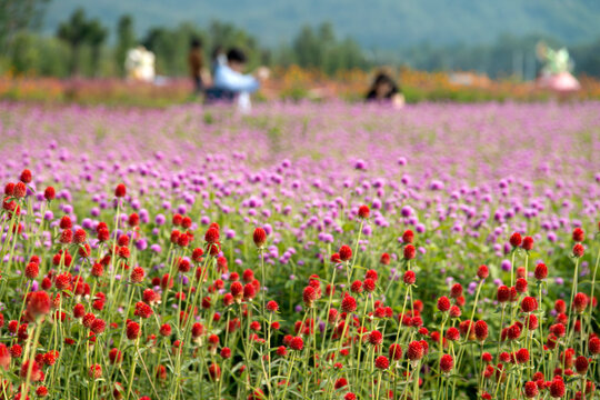 The field of globe amaranth fields with the tourists in Sepetember