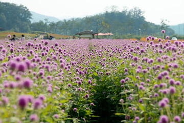 The field of pink globe amaranth flowers in September