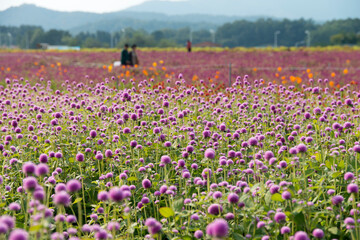 The field of globe amaranth flowers in September
