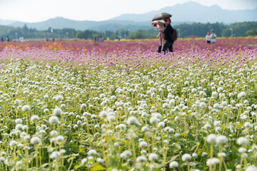 The field of globe amaranth flowers in September