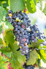 Selective focus shot of ripe grapes hanging from the vine