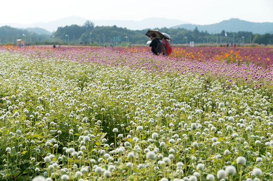The field of globe amaranth fields with the tourists in Sepetember