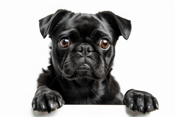 Adorable black pug dog puppy on white background - Powered by Adobe