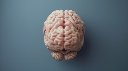 Detailed model of the human brain on a blank background