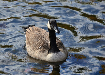 Canada goose swimming in a pond, Kingwood Center Gardens, Mansfield, Ohio, May