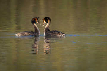 Two Great crested grebe (Podiceps cristatus) in mating season. Colorful water bird. Love birds. Gelderland in the Netherlands.                        
