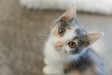 Closeup shot of a gray and white kitten