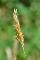 Vertical closeup of a wheat plant growing on a blurry green background