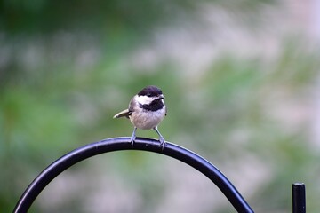 Closeup of a Black-Capped Chickadee perched on a metallic hook