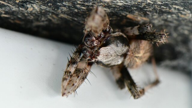 Closeup shot of an Orb Weaver spider hiding in a corner