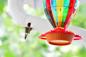Hummingbird landing on a nectar feeder - obrazy, fototapety, plakaty