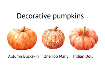 Decorative pink and orange pumpkins set. Watercolor hand drawn illustration isolated on white background