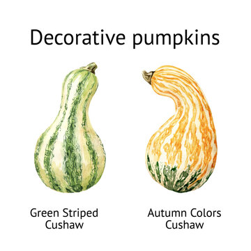 Decorative pumpkins set. Autumn Colors Cushaw and Green Striped Cushaw, . Watercolor hand drawn illustration isolated on white background