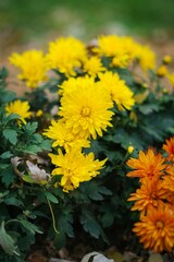 Vertical shot of yellow and orange chrysanthemum flowers growing in a garden